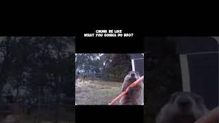 What you gonna do bro? #animals #groundhogs #funny #memes #viralvideo #shorts