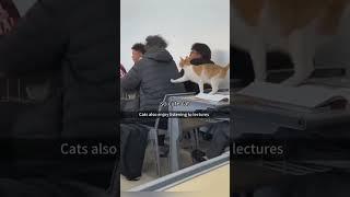 Cat class ️ #fyp #foryou #tiktok #dog #funnyvideos #catsoftiktok #cat #funnycats #funnyanimals