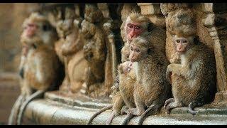 Disneynature's Monkey Kingdom - Official Trailer