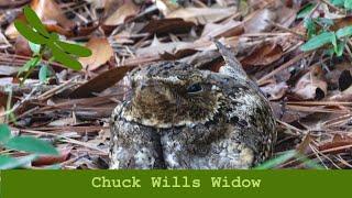 Chuck Wills Widow