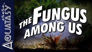 Aquatasy - The Fungus Among Us - What To Do If You Have White Fungus Growing On Your Aquarium Wood