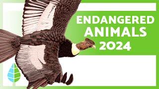 ENDANGERED ANIMALS 2024 ️ (Top 10)