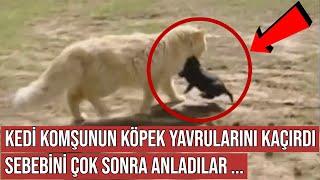 Kedi Komşunun Köpek Yavrularını Kaçırdı, Sebebini Çok Sonra Anladılar