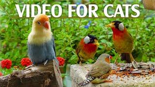 Best For Cats: Mesmerizing Bird Videos Tailored For Curious Cats - Catt TV Central