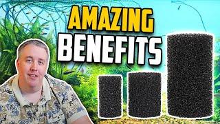 Why Using a Pre-Filter Sponge is Vital for Your Aquarium