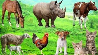 Mischievous Animals: Goat, Dog, Cat, Cow, Chicken, Monkey, Duck, Sheep - Animal Moments