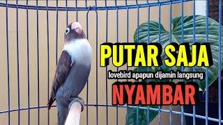 Lovebird Ngekek Panjang ini PALING AMPUH Pancing Emosi Lawan, Labet apapun dijamin Langsung NYAUT