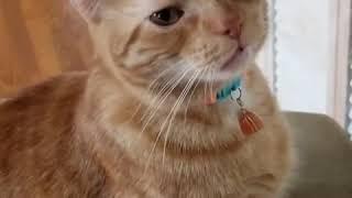 Cat Gives Affirmative Response To Pet Parent's Question About US Presidential Candidate