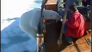 Wild Polar Bear gets too hungry! Svalbard