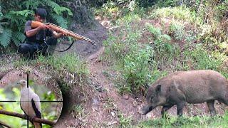 Full video: 3 days of hunting wild boars & hunting pigeons,big boar points,to survive