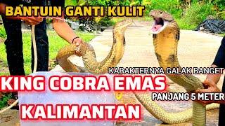 king cobra langka warnanya gold