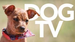 TV for Dogs | 10 Hour Complete Video for Dogs | Petflix