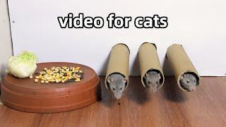 Cat Tv Rat Video for Cats to WatchCat Games