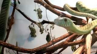 Western green mamba