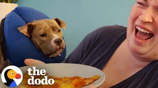 Foster Pittie Goes Viral For REALLY Wanting Pizza | The Dodo