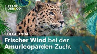 Ein neuer Amurleopard für den Zoo Leipzig (Folge 1104) | Elefant, Tiger & Co. | MDR