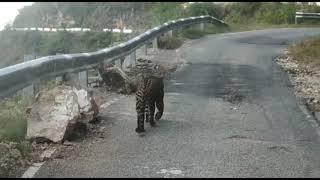 Leopard On Road in Uttarakhand, Leopard Walking On Road