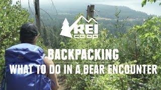 What to do in a Bear Encounter (And How to Avoid One) || REI