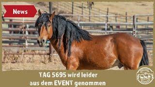 MUSTANG MAKEOVER 2021 – TAG 5695 kann nicht weiter machen