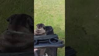 Two pugs in a buggy... 