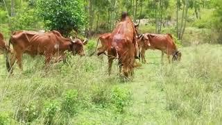 Gir breeding bull