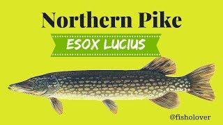 Northern Pike Faeces Contain Alarm Pheromone | Esox Lucius