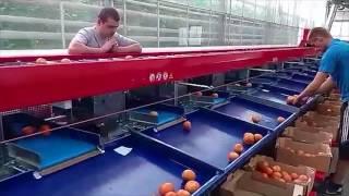 Sortowanie pomidorów – Dnietropietrowsk, Ukraina