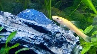 Christmas Special New Fish for Planted Aquarium