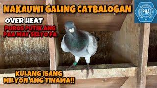 THE ARRIVAL OF 2ND PLACE BIRD CATBALOGAN SAMAR PHA, HARD WEATHER!!