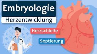 Embryologie - Herzentwicklung einfach erklärt