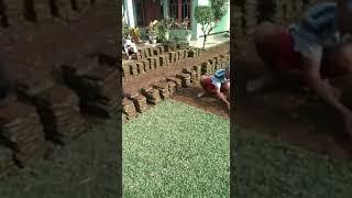 Jual rumput golf Tegal, jual rumput gajah mini dan jepang harga 20.000 permeter Januari Tahun 2024