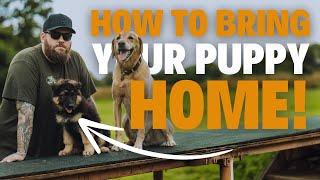 How To Bring Your Puppy Home! DO NOT GET THIS WRONG!