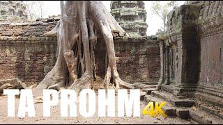 Ta Prohm Temple, Angkor walking tour 4k 60fps