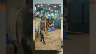 Kings of Kolkata cow #shots #foryou #tiktok #trending #cowvideos #instagram #twitter