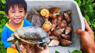 HUNTING SNAILS! Mencari Dan Menemukan Hewan Bekicot, Kura-kura Dan Ikan Hias [Bekicot Siput Keong]