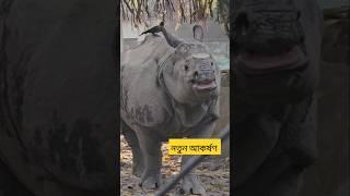 Alipore zoo kolkata  #shorts #youtubeshorts #funny Alipore zoo bird tunnel