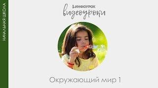 Природа вокруг тебя | Окружающий мир 1 класс #19 | Инфоурок