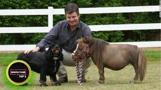 5 Smallest Horse in the World: 5 Smallest Horse Breeds