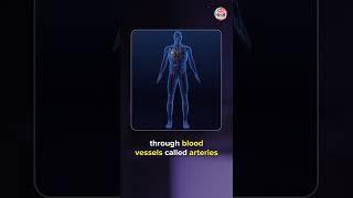 What Are the Arteries and the Veins? | BYJU'S - Class 6, 7 & 8