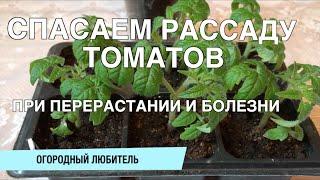 СПАСАЕМ РАССАДУ ТОМАТОВ // ПРИ ПЕРЕРАСТАНИИ И БОЛЕЗНИ