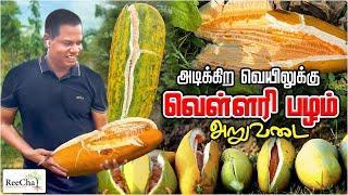 Cucumber Farming Sri Lanka Vlog | Best Farm House in Sri Lanka | BK in Reecha