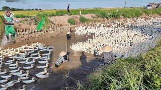 A clever little monkey herds a flock of million-dollar ducks