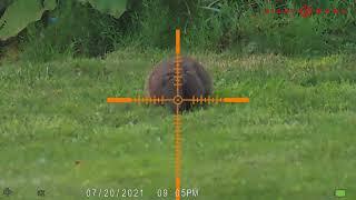 Ground Hog Hunting 22