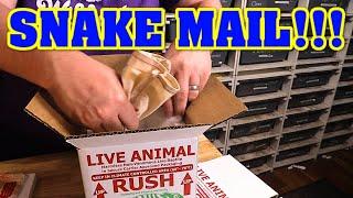 We SHIP SNAKES.  We show you how we pack them in the box, and send them out!  Snakes on a Plane!!