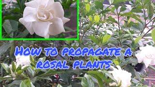 How to Propagate  a  Rosal Plants?