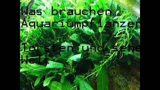 Aquariumpflanzen düngen   Fertilize aquarium plants