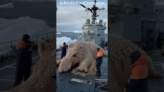 Sailors on a warship help a giant creature whose body is parasitized by barnacles