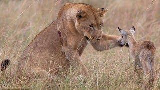 Quand les animaux sauvent d'autres animaux