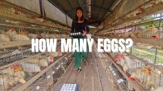 How Many Eggs SHOULD Layer Chickens Produce at Week 19