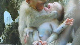 Documentary! Lovely Planet I Baby Monkey I BBC Earth I Nat Geo Wild I Golden Monkey I Animal Planet